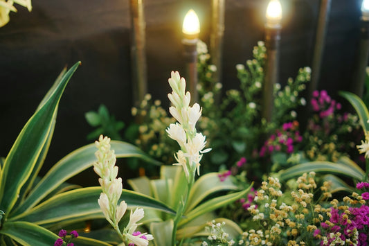 A close up of a bunch of flowers with lights in the background