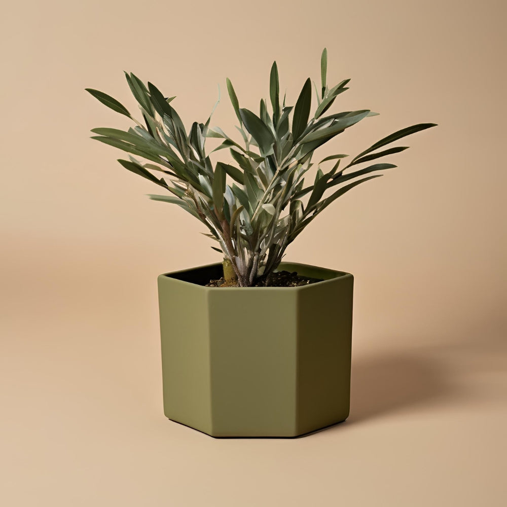 OLIV Hexagon