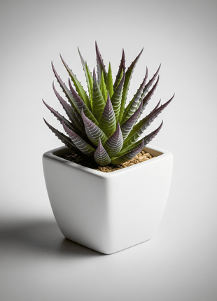 Mini - Pflanzen Kleine Grün Oase - Print HomeMini - Pflanzen Kleine Grün OasePrint HomePflanzenMini - Pflanzen Kleine Grün Oase