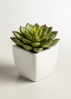 Mini-Pflanze Sukkulente