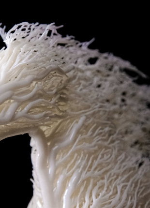 Snow Colt: Ein Weißes Pferd zum Verlieben - Print HomeSnow Colt: Ein Weißes Pferd zum Verlieben3DOffice3DOfficeSnow Colt: Ein Weißes Pferd zum VerliebenShopify Collective78754